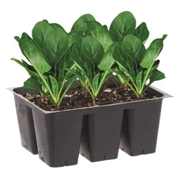 Bonnie Plants Spinach