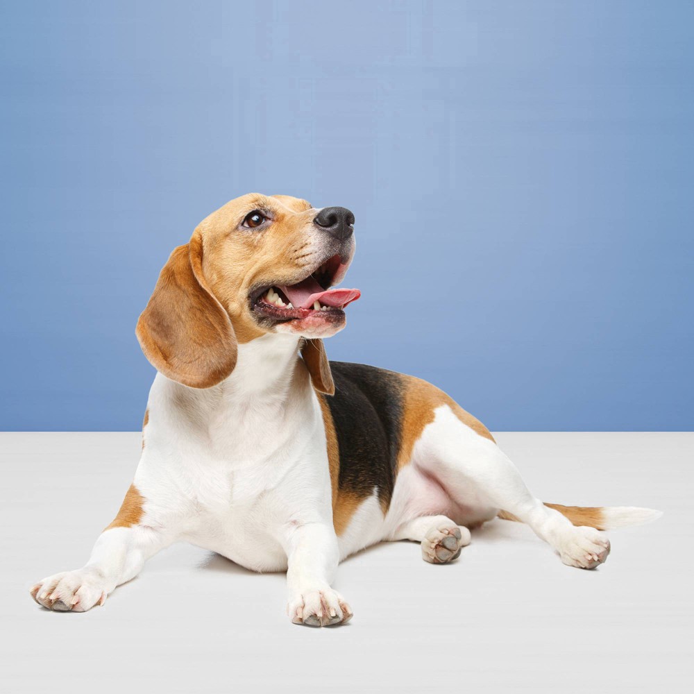 slide 14 of 50, Blue Buffalo Health Bars Natural Crunchy Dog Treats Biscuits, Bacon, Egg & Cheese 16-oz Bag, 16 oz