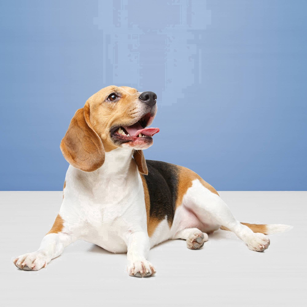 slide 15 of 50, Blue Buffalo Health Bars Natural Crunchy Dog Treats Biscuits, Bacon, Egg & Cheese 16-oz Bag, 16 oz