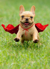 slide 1 of 1, Avanti Card Thanks Frenchie Jumping Wear, 1 ct