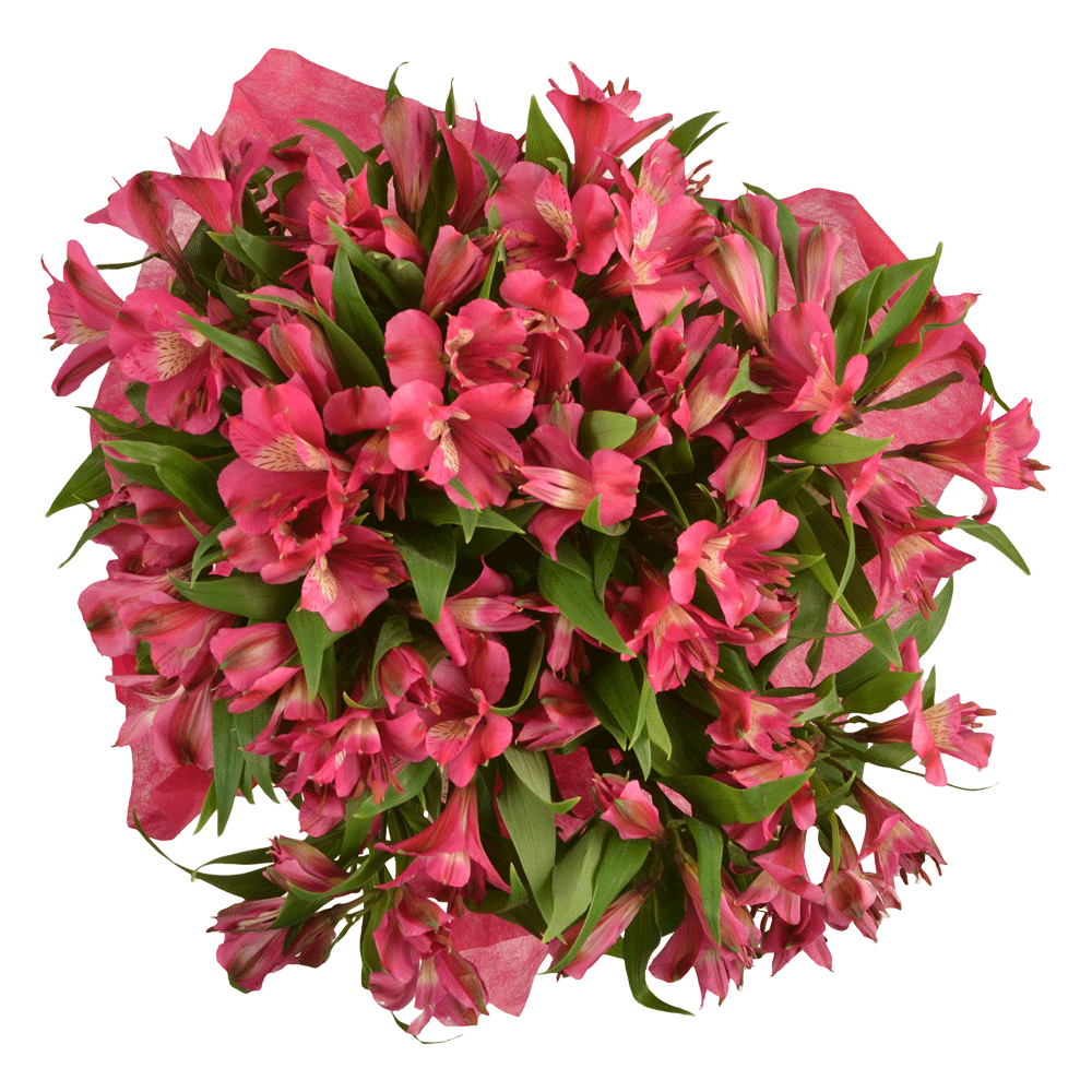 slide 1 of 1, Northgate Alstroemeria, 1 ct