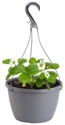 Bonnie Plants Strawberry, 1.55 qt, Live Plant