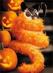 Avanti Halloween Black Cat Card in Orange B