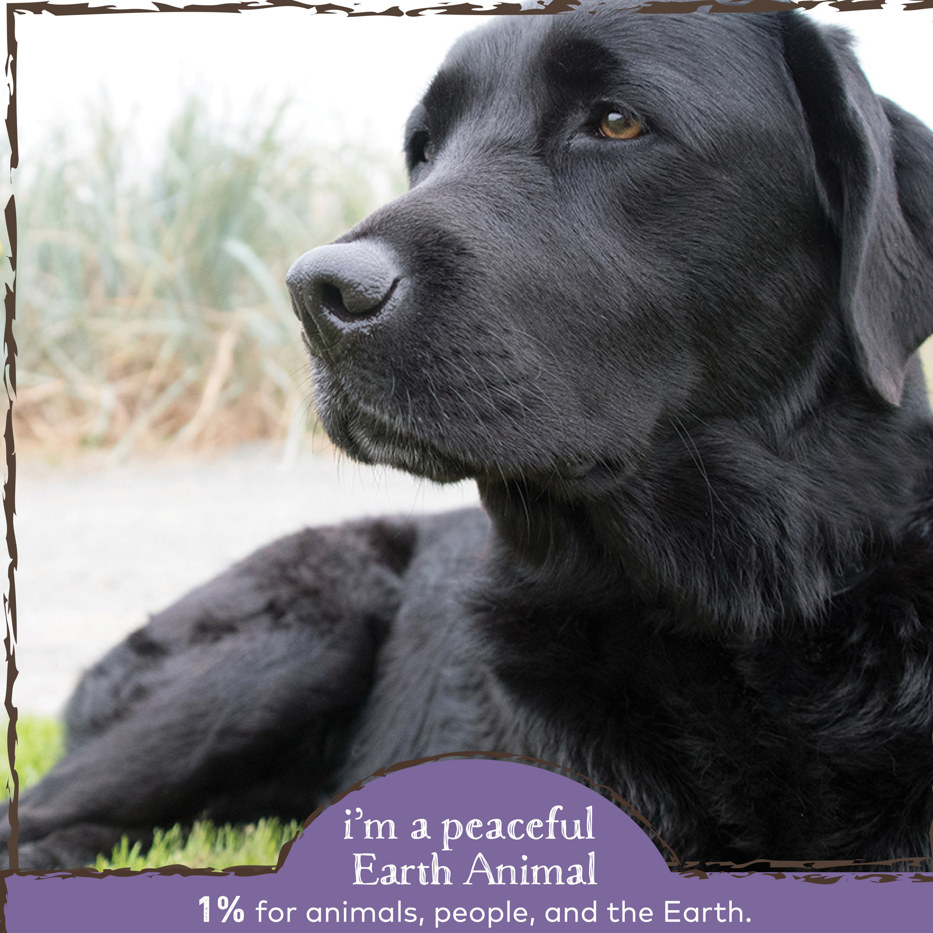 slide 4 of 5, Earth Animal No More Worms For Dogs, 2 oz