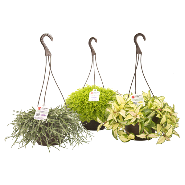 slide 1 of 1, Exotic Angel Hanging Baskets, 1 ct