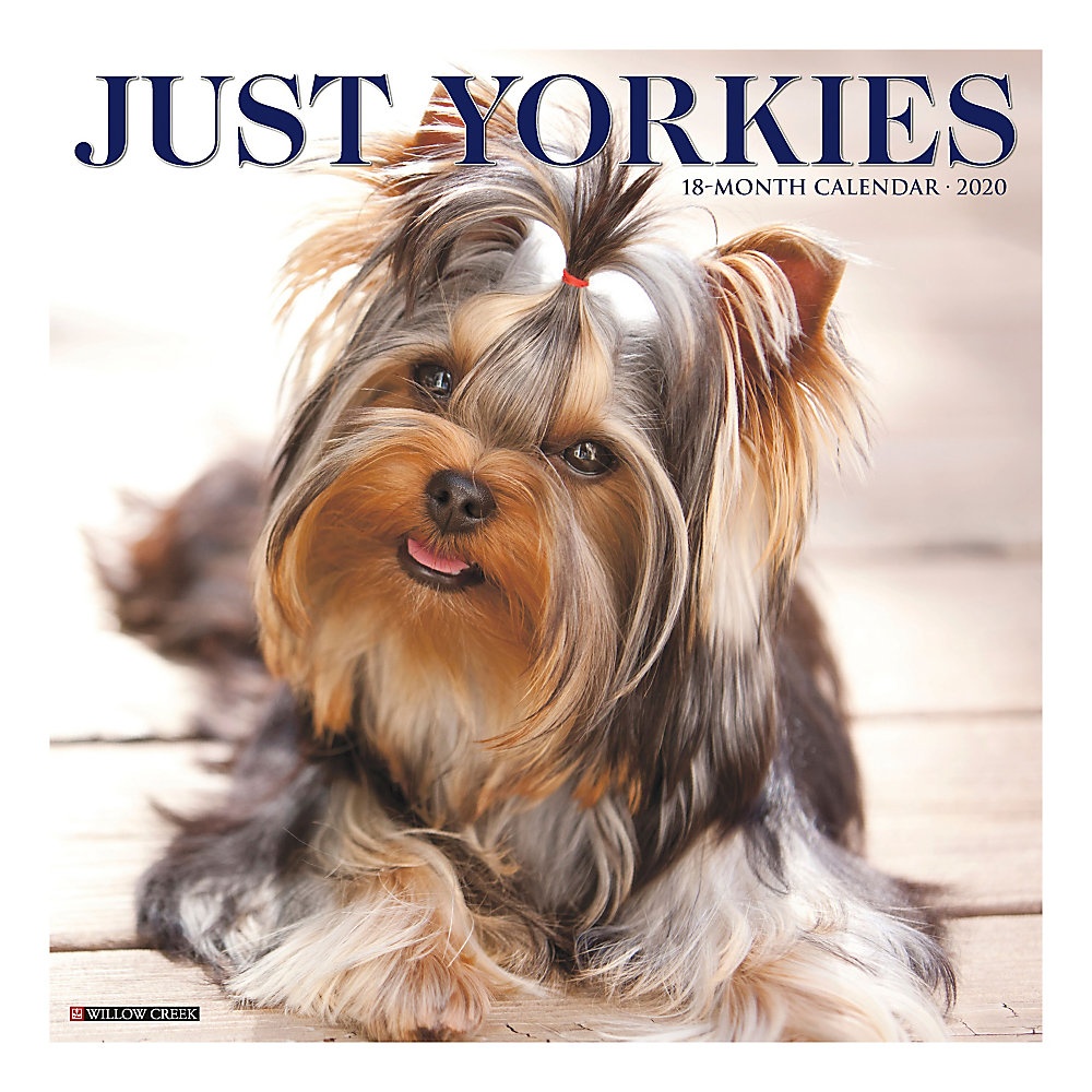 slide 1 of 1, Willow Creek Press The Tiny Yorkshire Terrier, Typified By Its Silky Blue And Tan Coat, Is A Perky, Clever And Loyal Companion. All The Charms Of This Popular Breed Are Captured In Twelve Delightful, Full Color Photographs., 1 ct