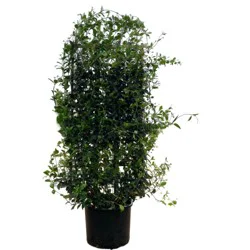 Star Jasmine Espalier - 7 gal