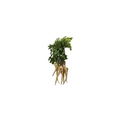 Parsley Root