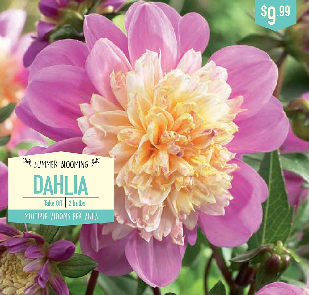 slide 1 of 1, Garden State Bulb Take Off Dahlia Bulbs, 2 ct