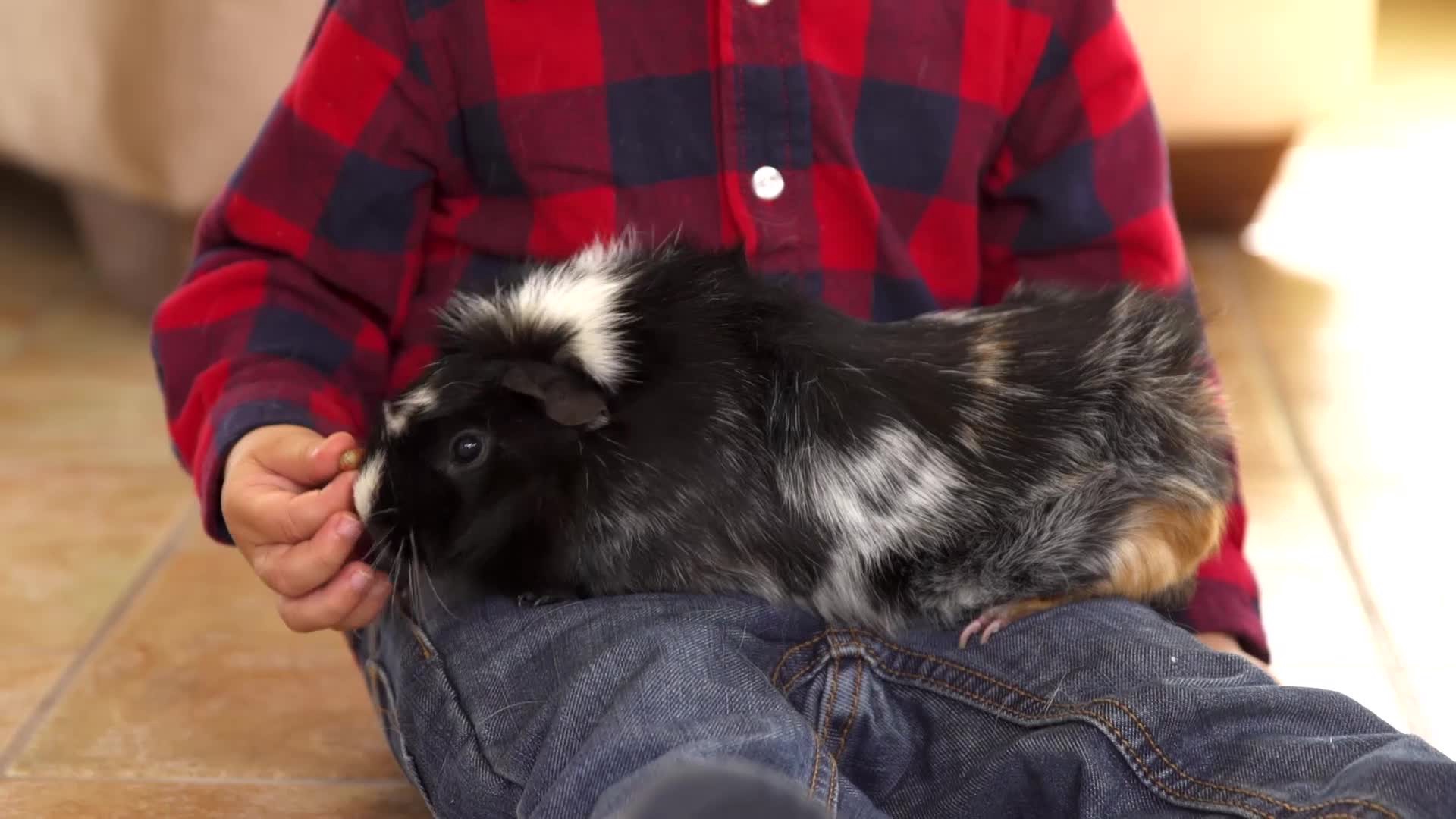 slide 5 of 8, Kaytee Forti-Diet Pro Health Chinchilla Food 3lb, 1 ct