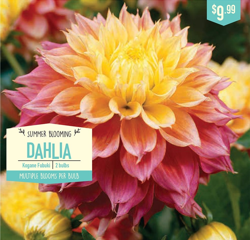 slide 1 of 1, Garden State Bulb Kogane Fubuki Dahlia Bulbs, 2 ct