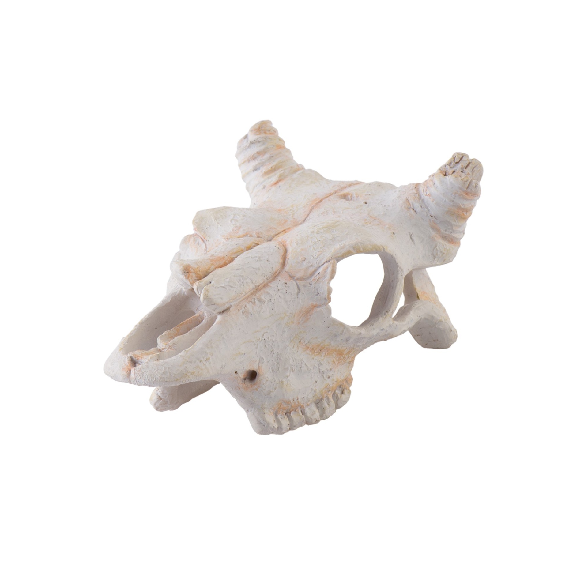 slide 1 of 1, Exo-Terra Buffalo Skull Secure Hiding Place, 1 ct