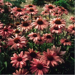 Coneflower Sombrero Series