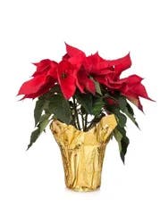 Green Circle Growers 6'' Red Poinsettia