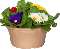 Central Market Primrose Bowl