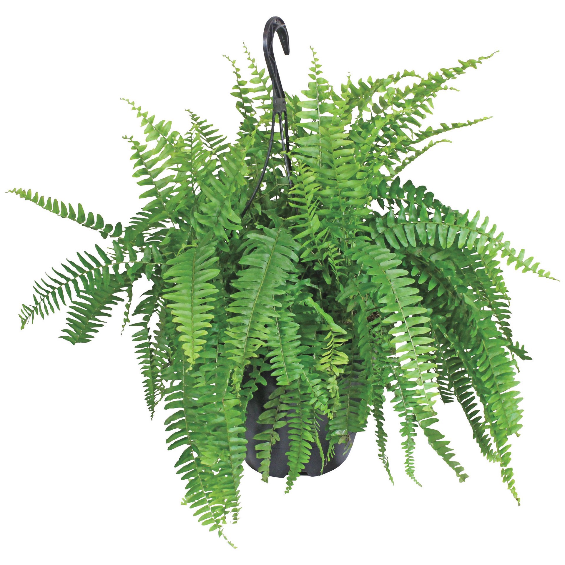 slide 1 of 1, H-E-B Boston Fern Hanging Basket, 10 in