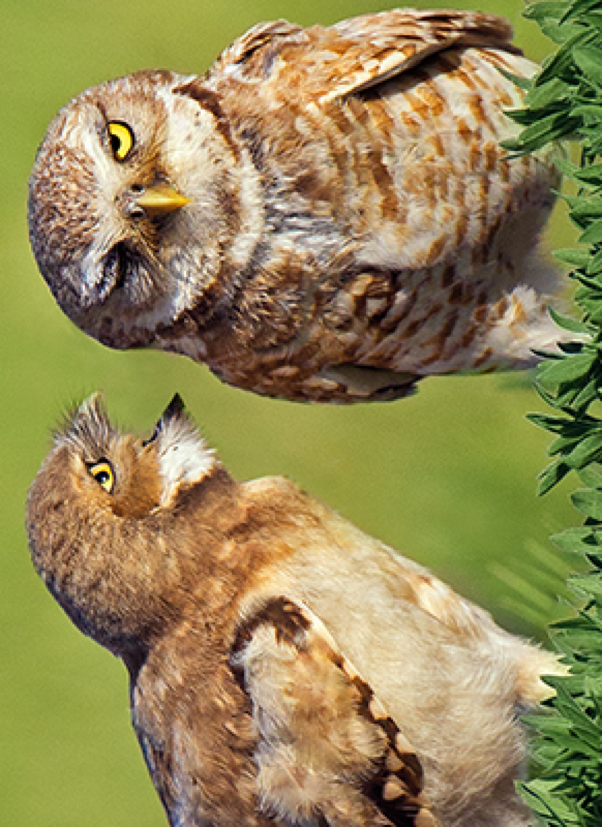 slide 1 of 1, Avanti Card Anniver Owl Couple Communica, 1 ct