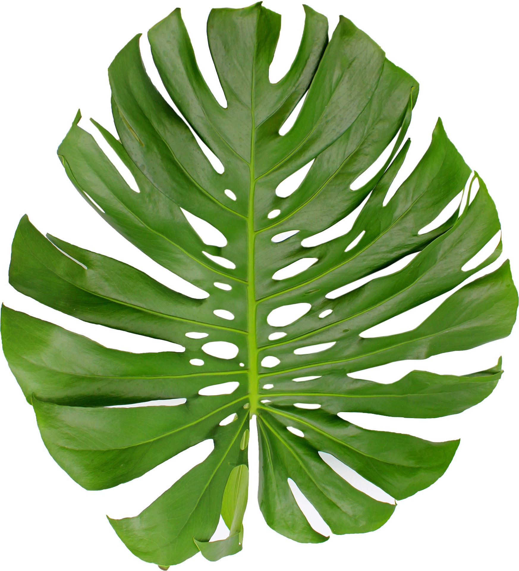 slide 1 of 1, Monstera Leaf, LG