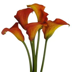 BLOOM HAUS Premium Calla Lilies 8 Count