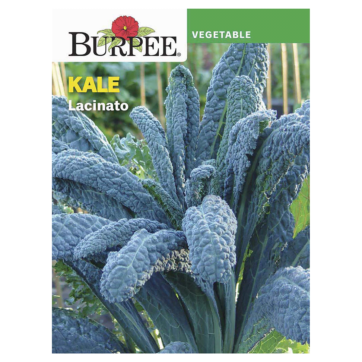 slide 1 of 5, Burpee Heirloom Kale Lacinato Seeds, 1 ct