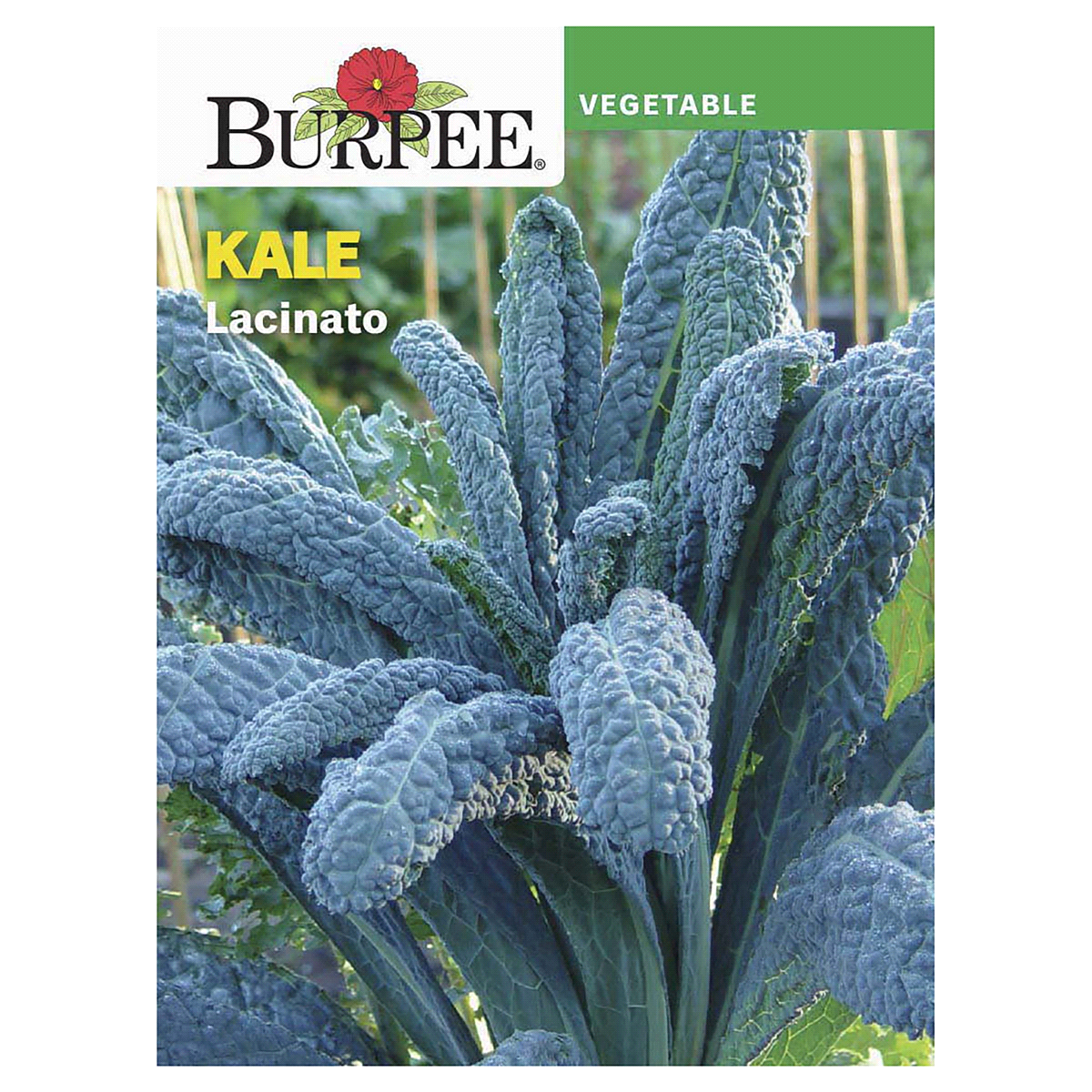 Burpee Heirloom Kale Lacinato Seeds 1 Ct | Shipt