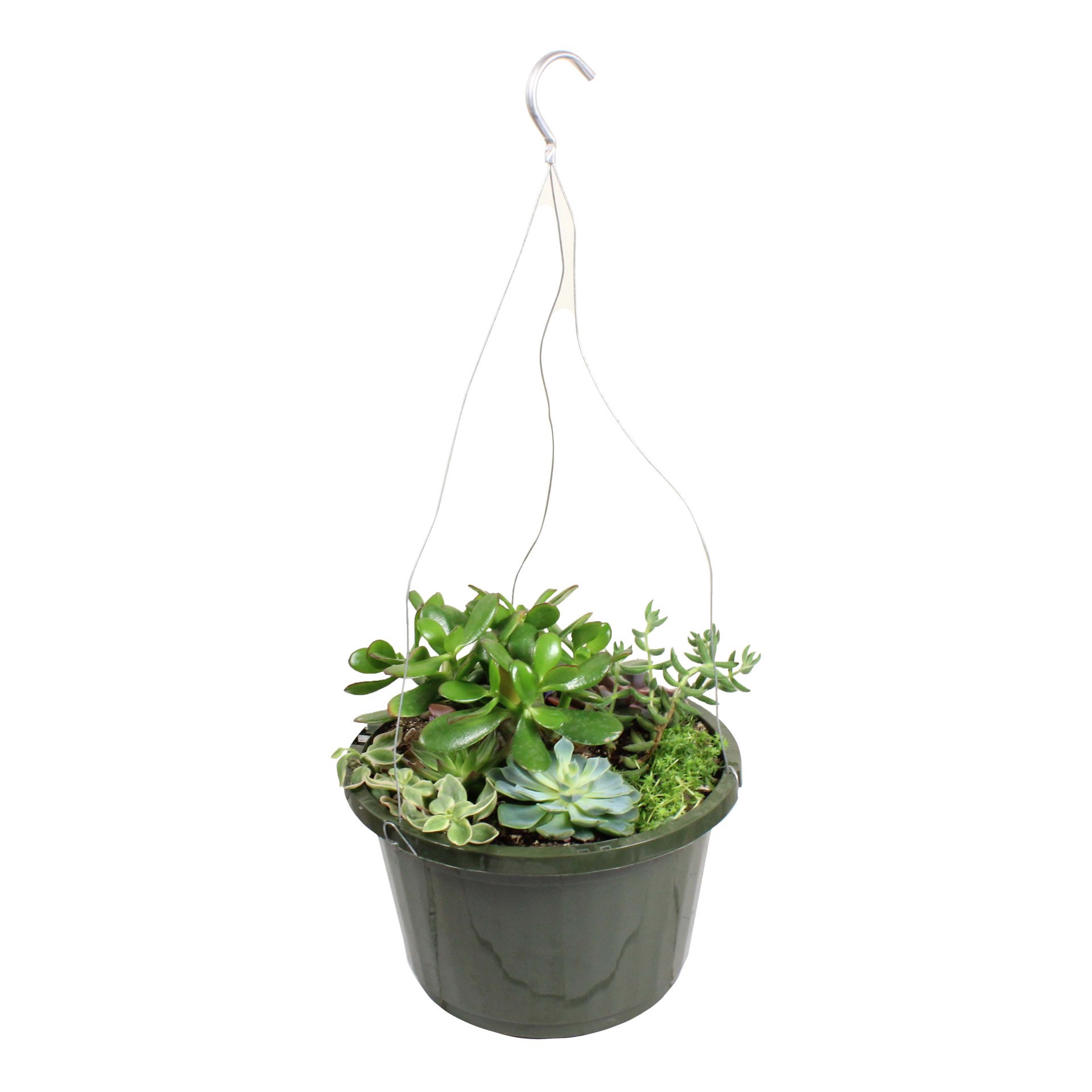 slide 1 of 1, Natures Herb Farm Succulent Hanging Basket, Assorted, 8 in