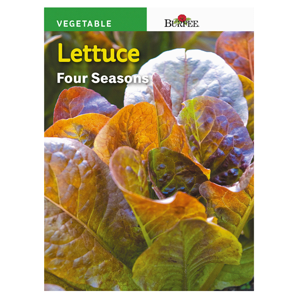 slide 1 of 1, Burpee Head Lettuce Four Seasons Seeds, 1 ct