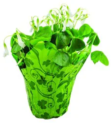 Charlie's Produce 6 In Shamrocks