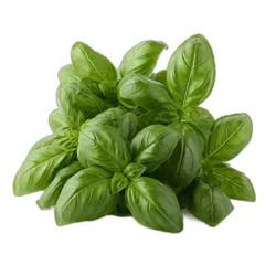 Organic Basil