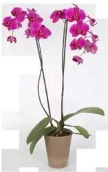 Phaelenoposis Orchid In Ceramic - 5 In