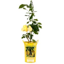 Citrus Lemon Meyer Lemon