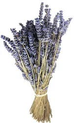 Dried Lavender