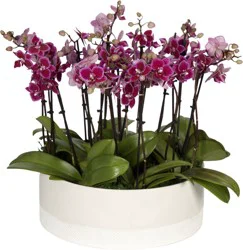 Belita Dubai Orchid