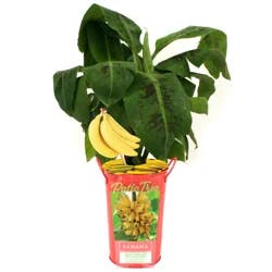 Citrus Banana Tree