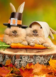 Avanti Pilgrims Bunny
