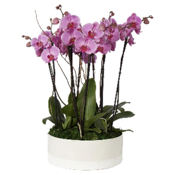 slide 1 of 1, 14 Phalaenopsis Orchid Planter in White Ceramic Pot, 1 ct