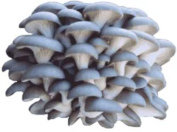Blue Oyster Mushroom
