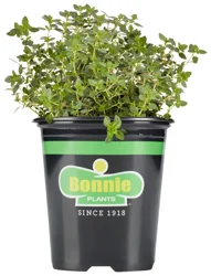 Bonnie Plants Lemon Thyme