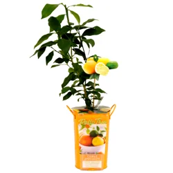 Citrus Specialty Lemon