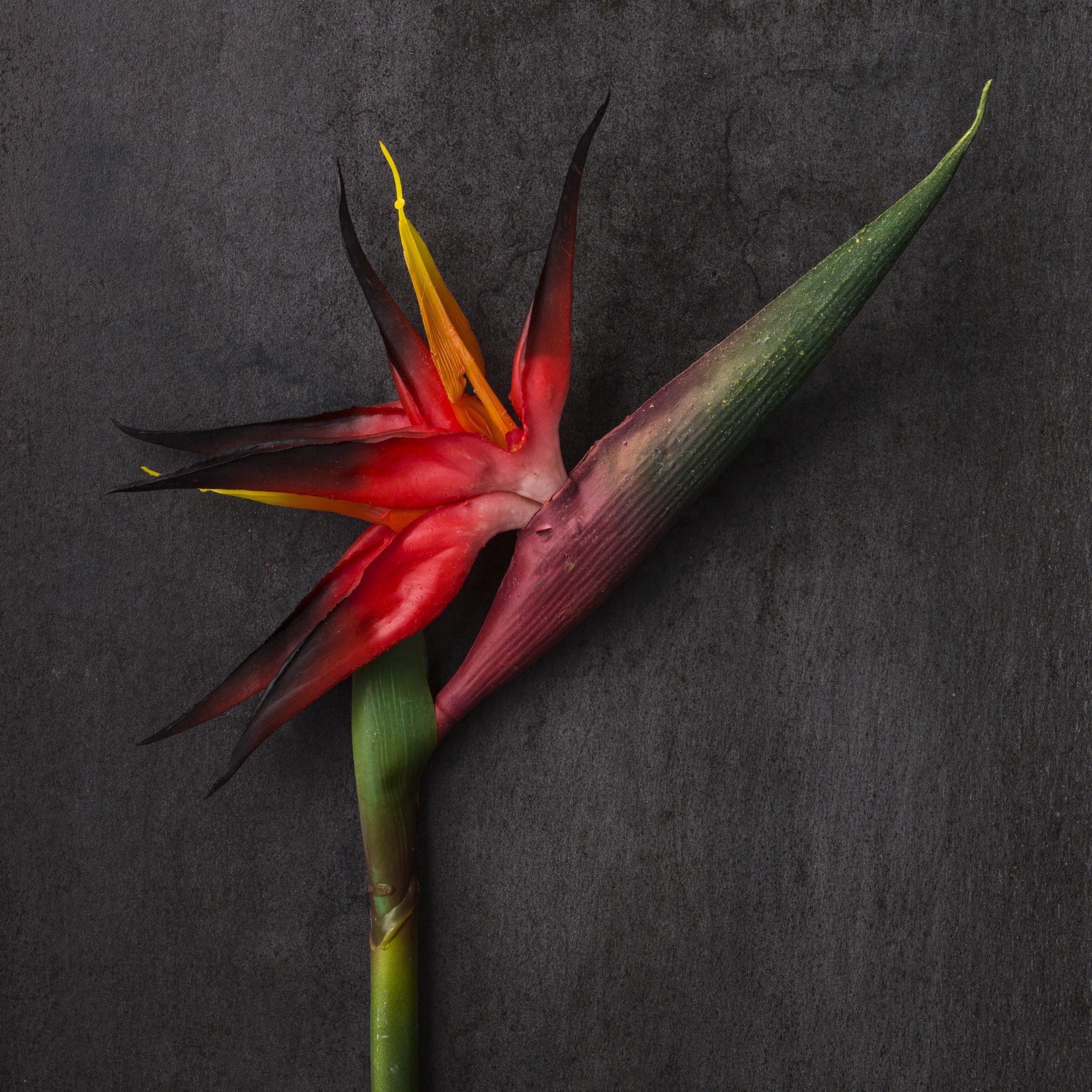 slide 3 of 4, Tropical Bird Of Paradise Stem By Ashland, 34.5 in