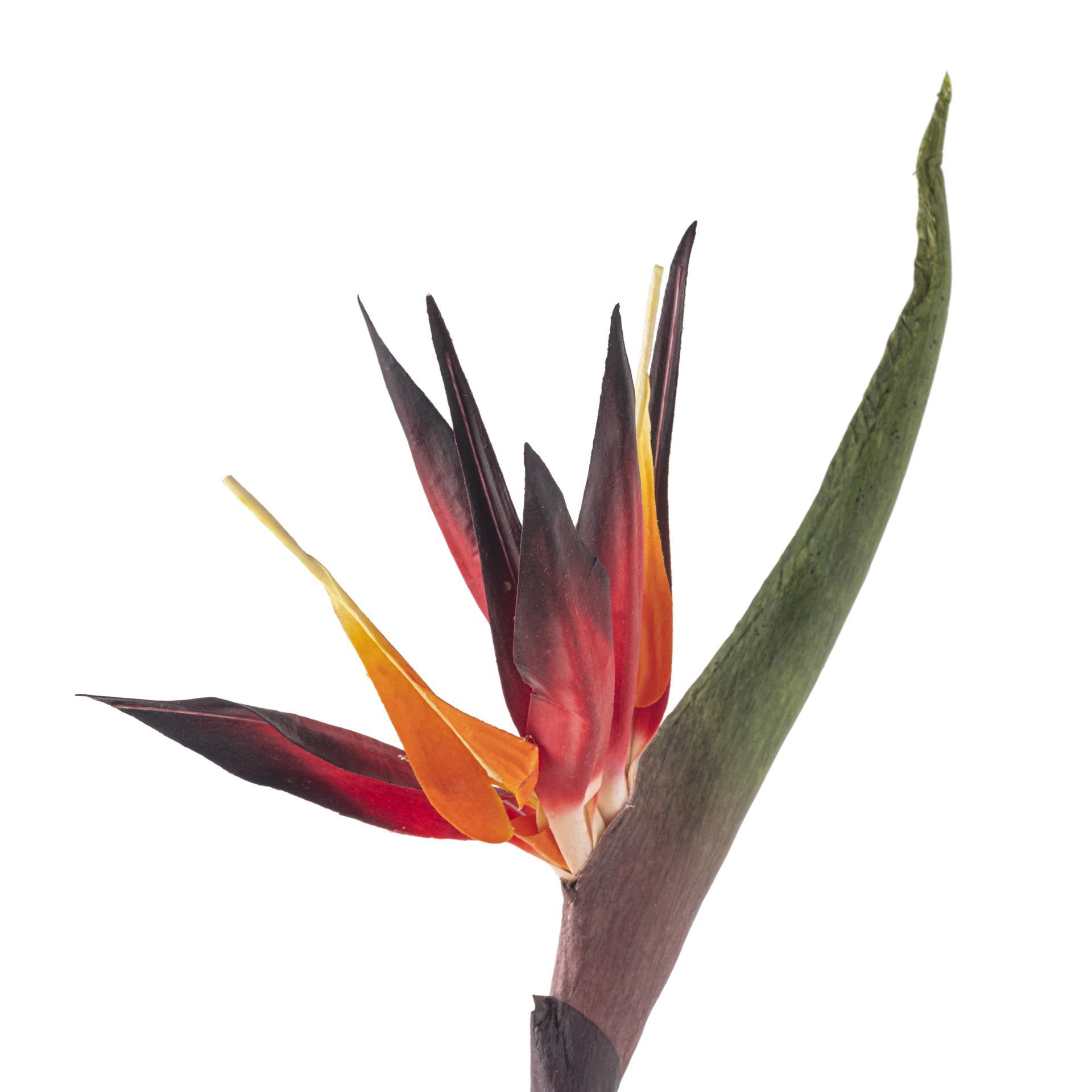 slide 4 of 4, Tropical Bird Of Paradise Stem By Ashland, 34.5 in