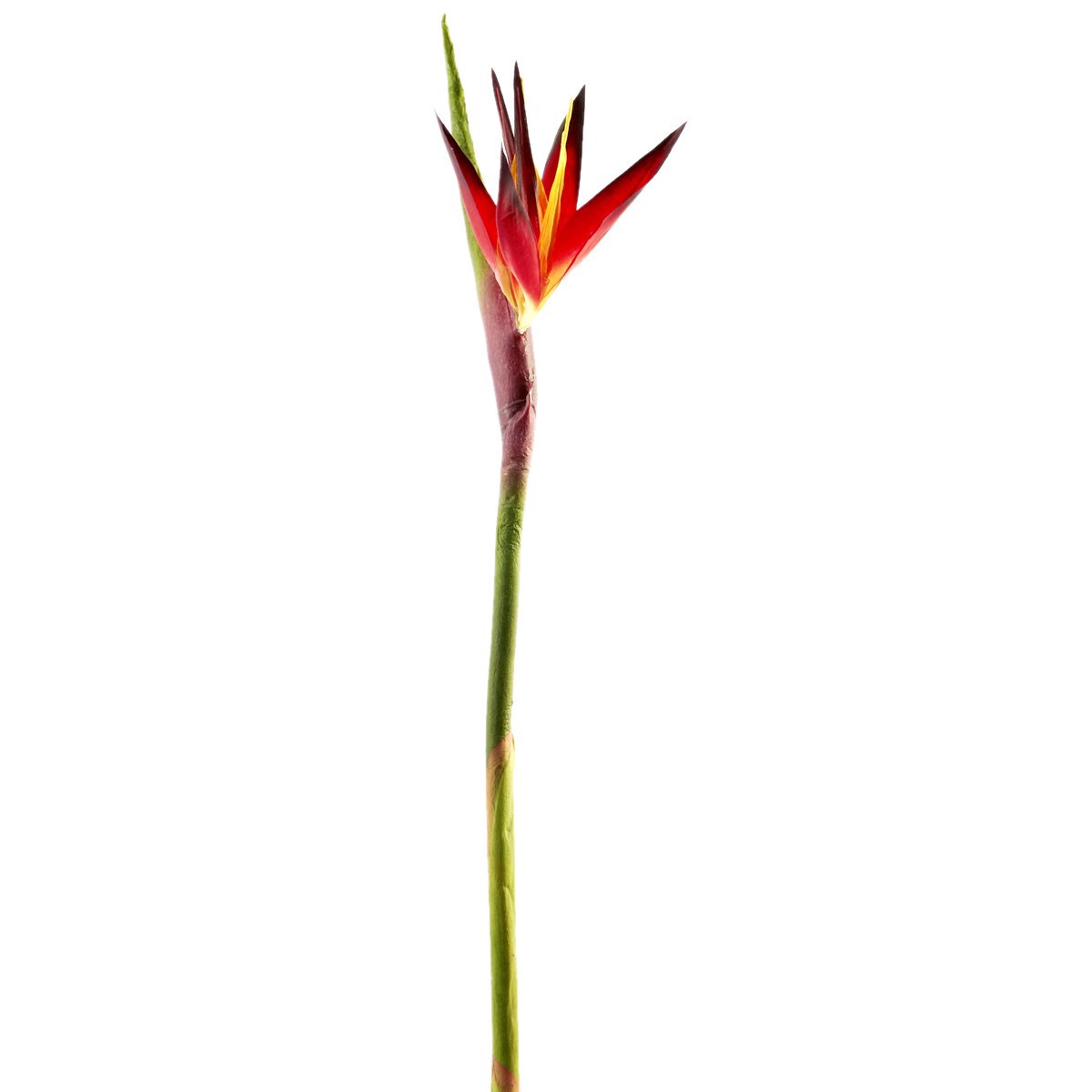 slide 2 of 4, Tropical Bird Of Paradise Stem By Ashland, 34.5 in