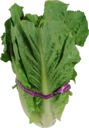 Premium Organic Romaine Lettuce