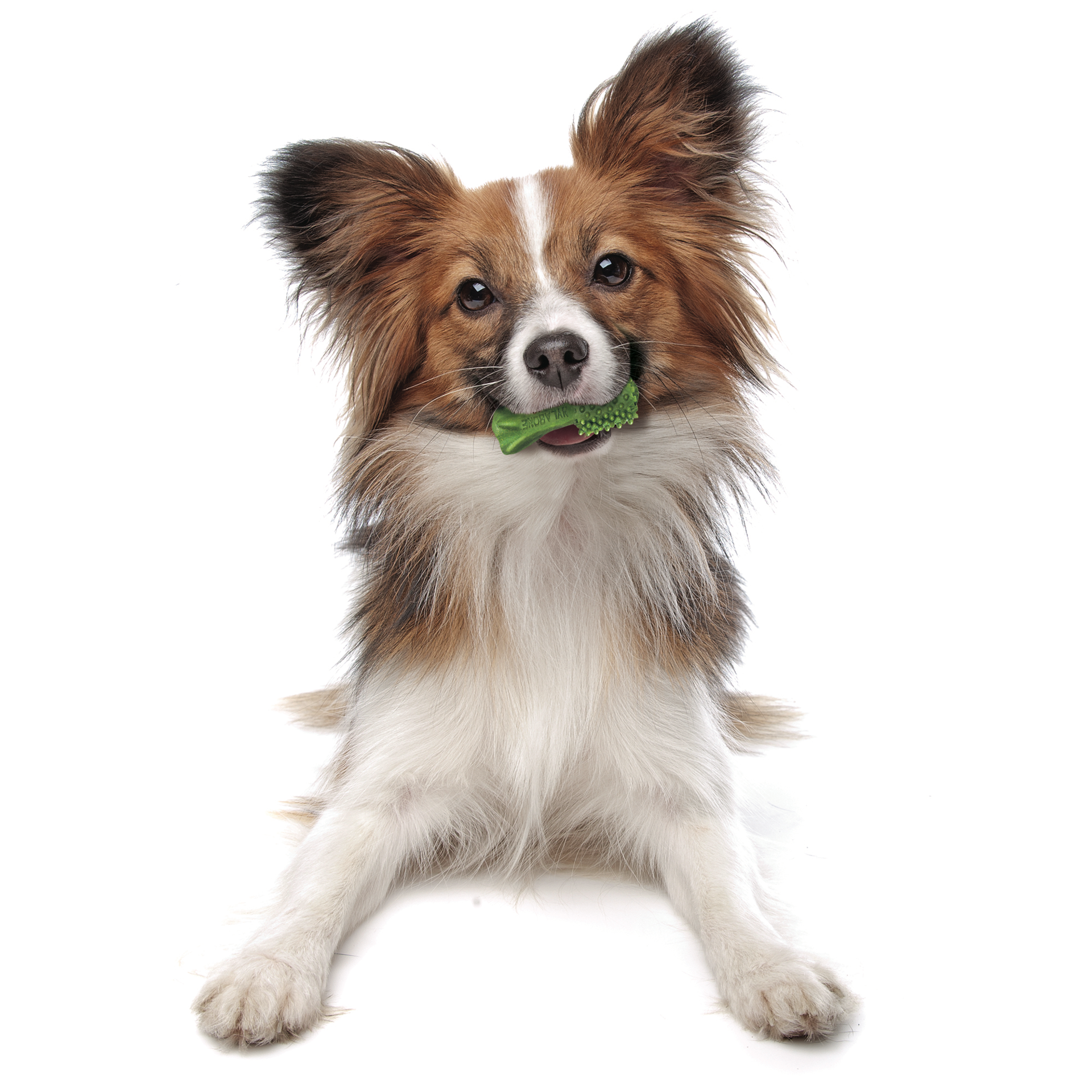 slide 5 of 10, Nylabone Nutri Dent Fresh Breath Flavored Dental Chews Mini - 5 lbs. to 10 lbs.(32 Count), 5.6 oz