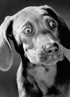 slide 1 of 1, Avanti Card Birthday Surprised Weimaraner, 1 ct