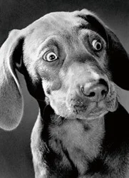 Avanti Card Birthday Surprised Weimaraner