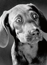 Avanti Card Birthday Surprised Weimaraner