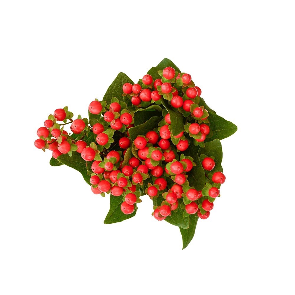 slide 1 of 1, BLOOM HAUS Hypericum, 1 ct