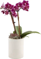 Sedona Garden Orchid