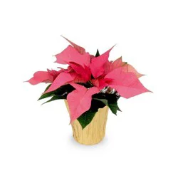 Rockwell Farms 7 Inch Pink Poinsettia (Where Available)